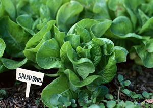 盛岡冷麺と焼肉の絶品を堪能！ぴょんぴょん舎 盛岡駅前店の魅力と店舗情報