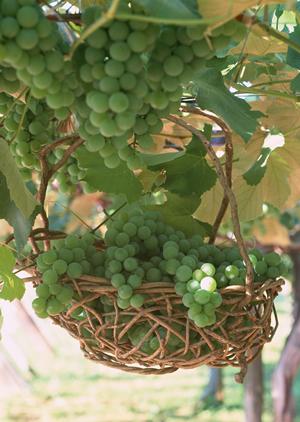 美味しい地元の味覚！冬季限定の秘伝 あんこう鍋 を楽しむ方法