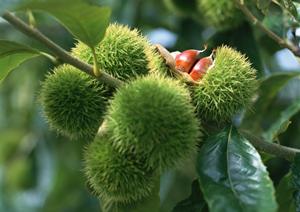 タイヘイファミリーセットの魅力とは