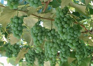 恵比寿の水タバコは風味の種類が豊富